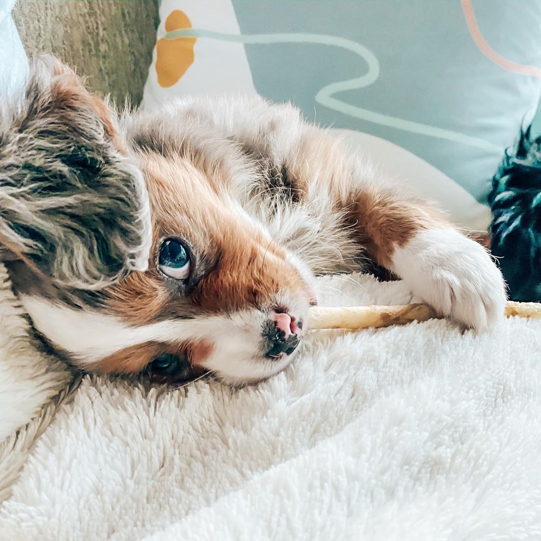 A dog with everything you need to know about the Aussalier designer mixed dog breed so you can decide if it the right dog for you. Cute Little Puppies, Cute Baby Dogs, Cute Dogs And Puppies, Cute Little Animals, Cute Dog Mixes, Dog Baby, Sweet Dogs, Really Cute Dogs, Pretty Dogs