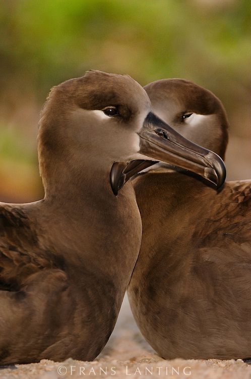 Black Footed Albatross Pair Phoebastria Nigripes Tern Island Hawaiian Leeward Islands Black Footed Albatross Pair Phoebastria Nigripes Tern Island Hawaiian Leeward Islands