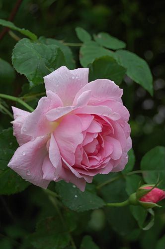 English Shrub Rose Rosa Constance Spry U K 1961 With