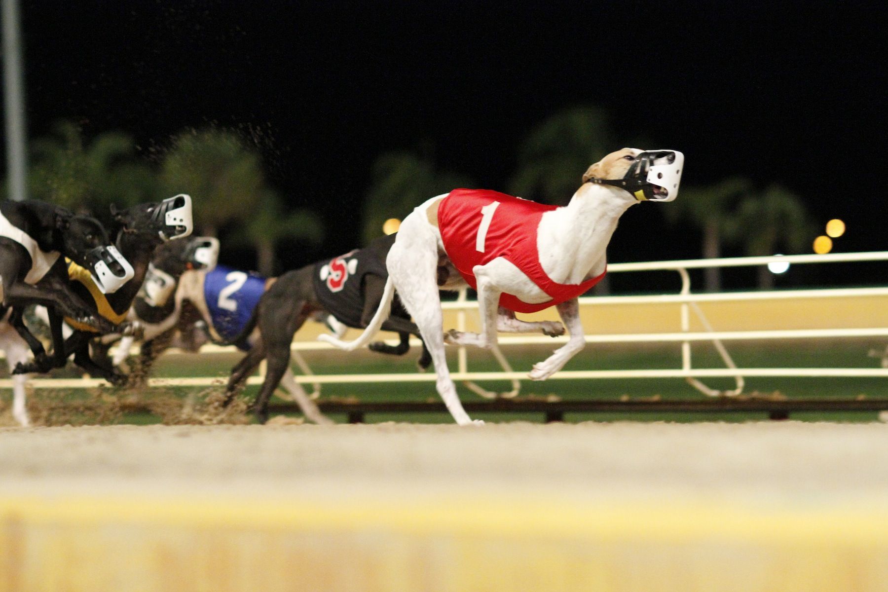 Casino Greyhound Track Casino Greyhound Track