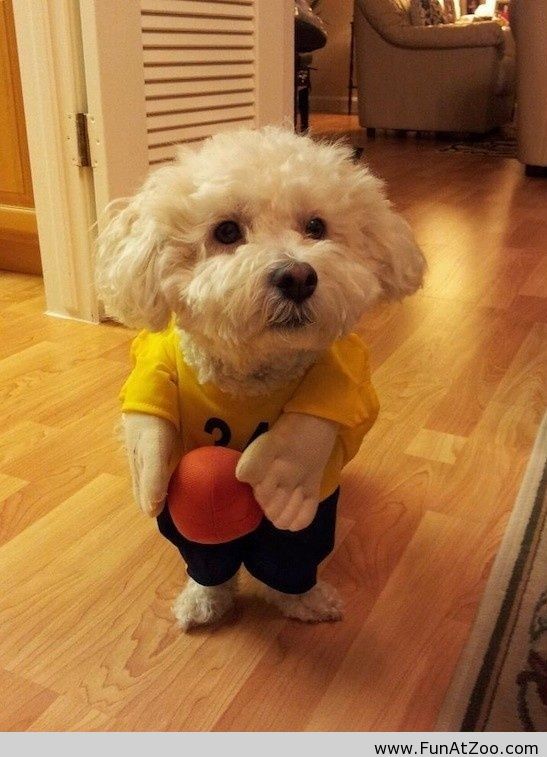Funny Halloween Costume For My Dog Funny Picture Cute Animal