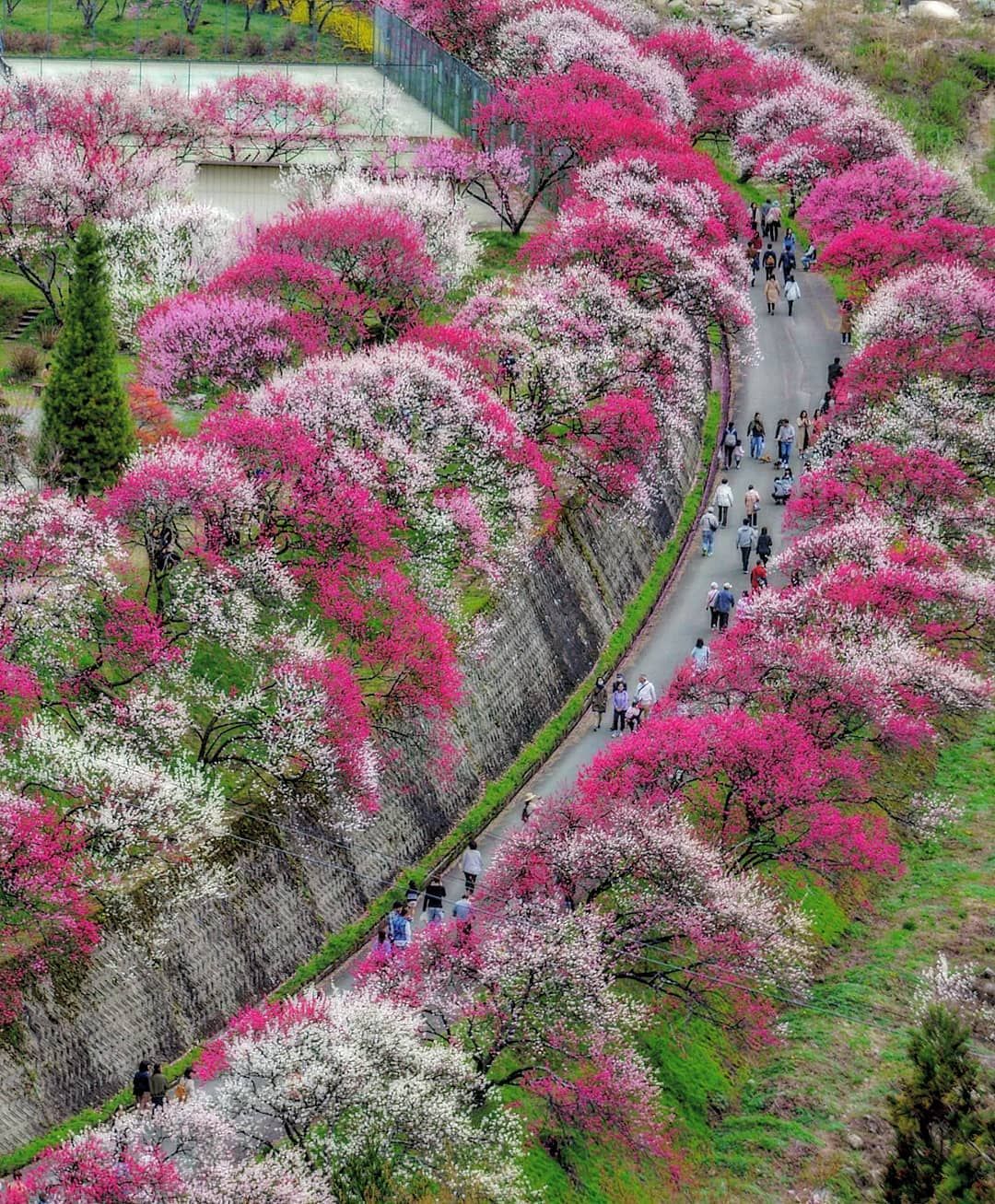 たかこ On Instagram 4 28 花桃の里 カラフルなハナモモが可愛らしい風景でした 月川温泉 花桃の里 ハナモモ 癒し 長野県 風景 温泉 長野 たかこ On Instagram 4 28 花桃の里 カラフルなハナモモが可愛らしい風景でした 月川温泉 花桃の里 ハナモモ 癒し 長野県 風景 温泉 長野
