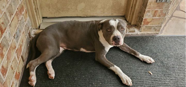 Adopt Lily on Petfinder Adopt Lily on Petfinder