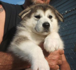Xl Alaskan Malamute Pupsimage1 Alaskan Malamute Pet Dogs Puppies