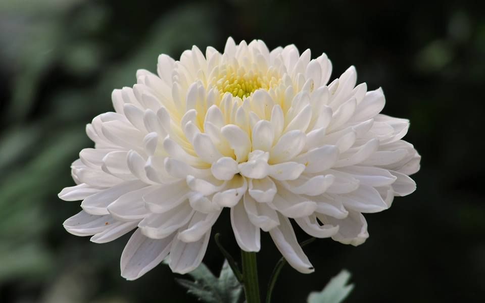 White Mums Chrysanthemum flower, White chrysanthemum