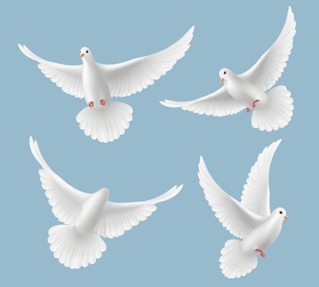 Белые голуби. голубь любит летающих птиц... | Premium Vector #Freepik #vector #love #nature #bird #animal Flying Pigeon, Pigeon Bird, Ciel, White Pigeon, Dove Pictures, Japanese Bird, Symbols Of Freedom, Traditional Japanese Art, Illustrations