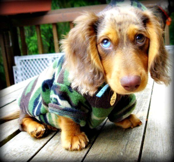 Mud The Dachshund Love The Blue Eye And The Brown Eye