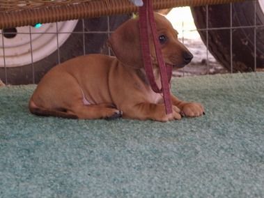 Edwards Extraordinary Dachshunds Cute Baby Animals