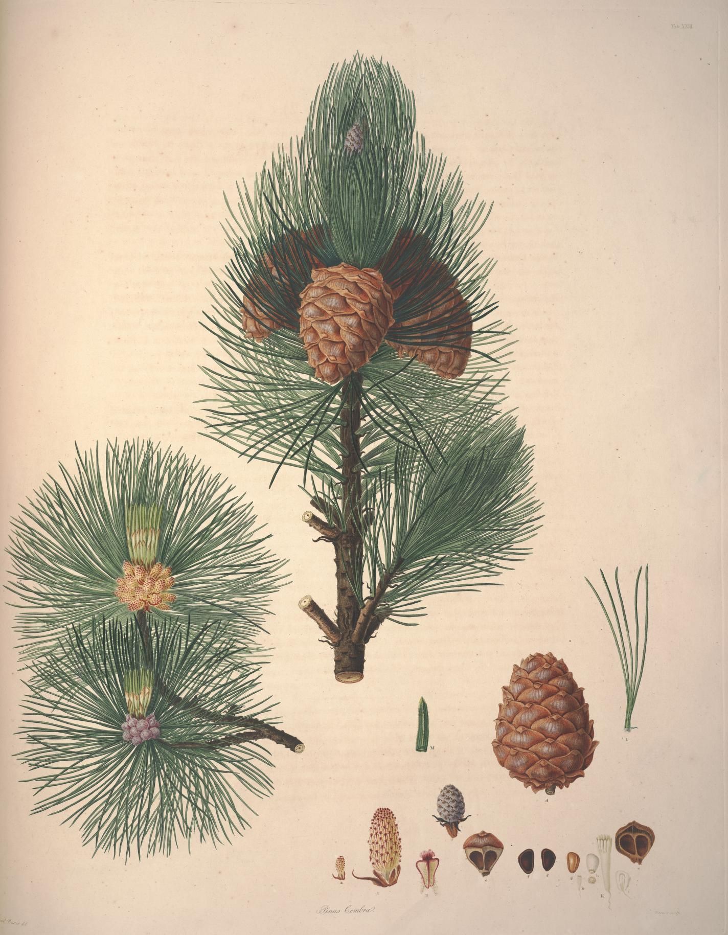 THE GENUS PINUS EPUB DOWNLOAD THE GENUS PINUS EPUB DOWNLOAD