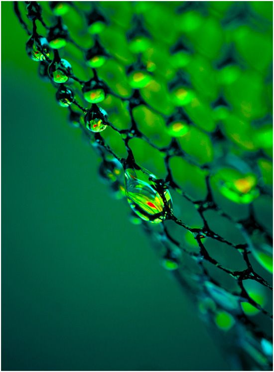 Green Grün Verde Grøn Groen 緑 Emerald Brunswick Green Grün Verde Grøn Groen 緑 Emerald Brunswick Moss Colour Texture Style Form Stunning Macro Photography By Desi Gramadnikova