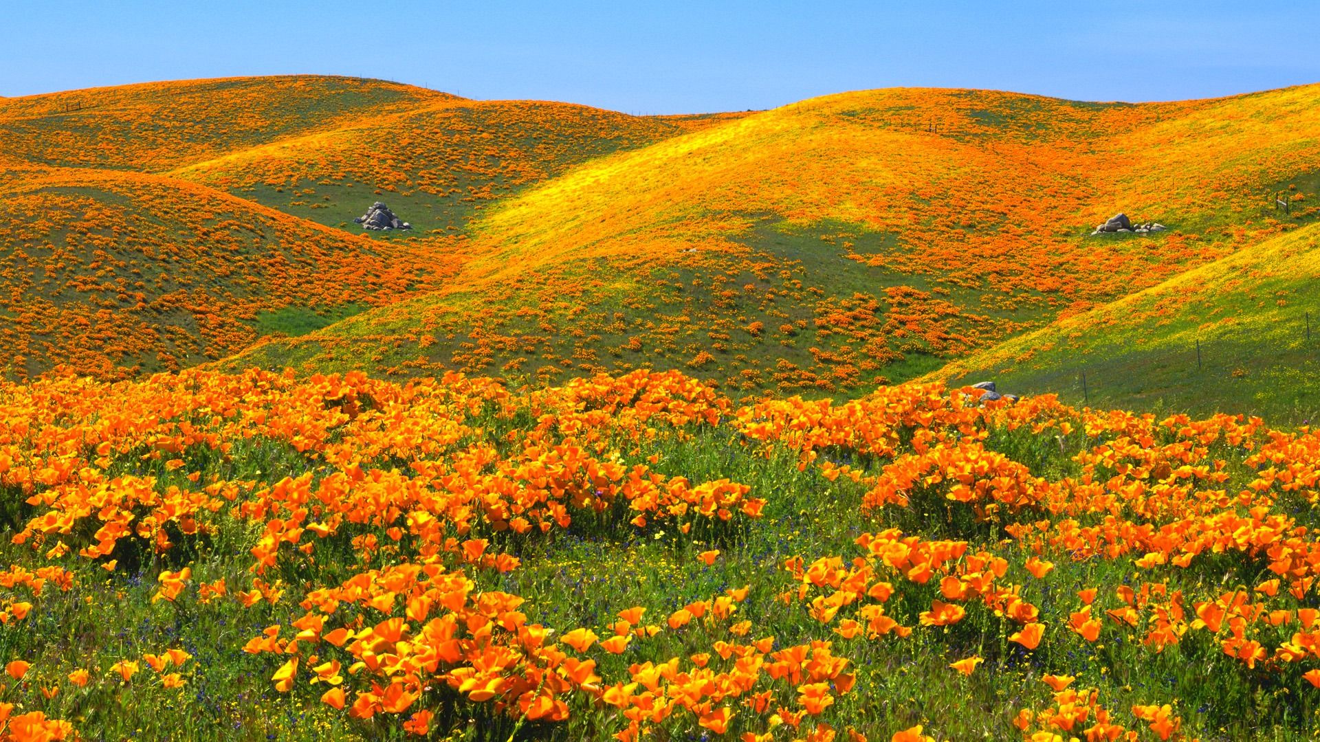 poppy flower field texas