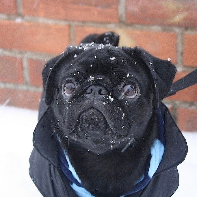 That Winter Snowflake Cute Dog Pug Pugs Chien Carlin