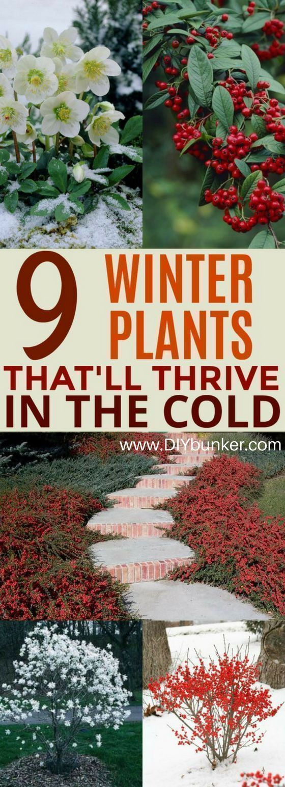 Beautiful Winter Plants and Flowers That Survive the Cold #landscapingtips