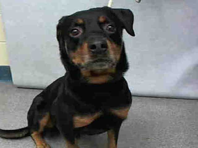 Johnny Bravo A1093620 Rottweiler Mix Rottweiler Rescue