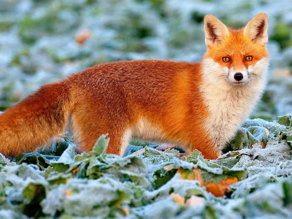 Pin By Sebastian Schulz On Foxy Red рыжие волосы Fox Fox Pictures Cute Wild Animals