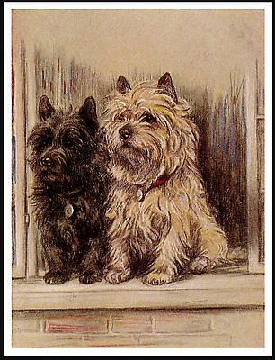 Cairn Terrier Ltd Ed Dog Print By E Groves Cairn Terrier