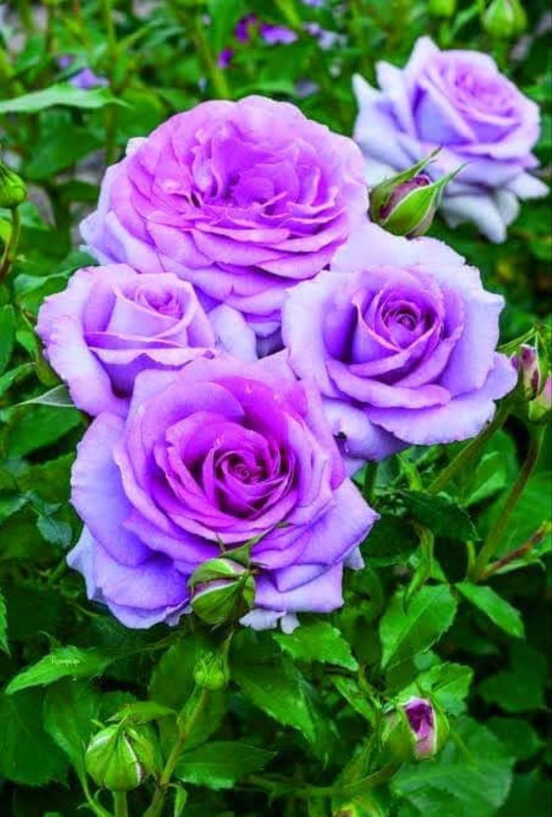 薔薇 バラ おしゃれまとめの人気アイデア Pinterest 中川みどり 紫色の花 綺麗な花 きれいな花 薔薇 バラ おしゃれまとめの人気アイデア Pinterest 中川みどり 紫色の花 綺麗な花 きれいな花
