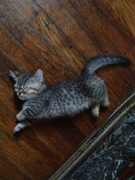 Cats And Their Tough Workload Ahead Of Them Kittens Ideas Of
