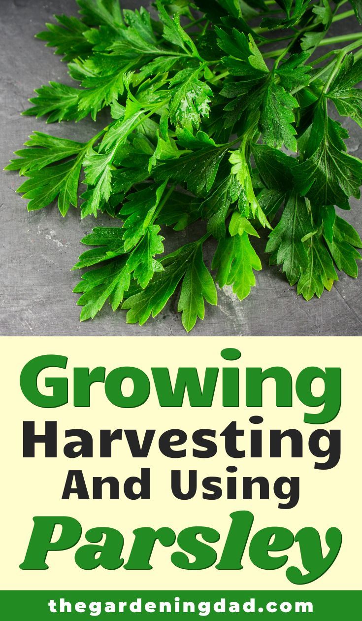 Quick Tips How To Grow Parsley The Gardening Dad Growing Parsley