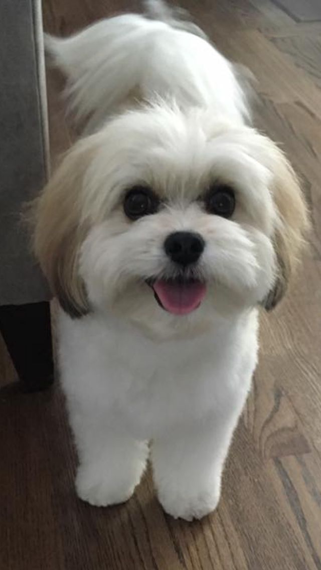Five Dog Grooming Tips And Tricks Dog Grooming Tips Havanese