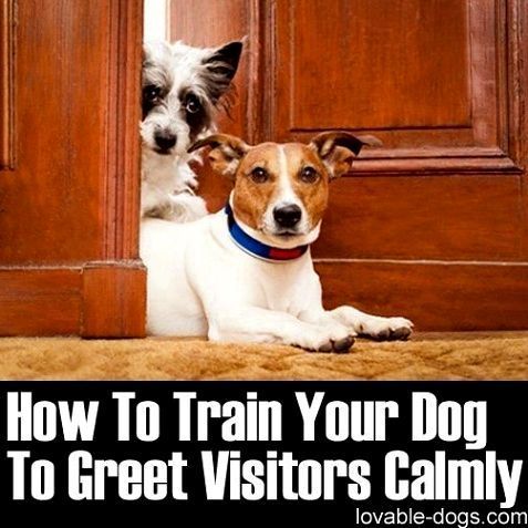 Dog Training Hacks The Beginners Self Help Guide To Successful