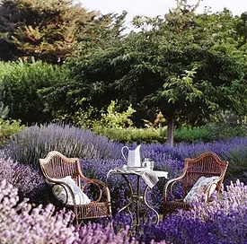 A Beautiful Lavender Farm In Oklahoma Lavender Valley Acres Is Serene And Stunning Country Garden Decor Lavender Garden Cottage Garden