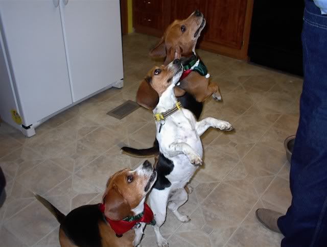 These Dogs Have Mostly White Coats With Patches Of Black And Brown