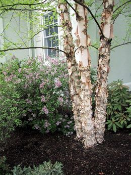 Crimson Frost Birch Trees Royal Frost Birch Michigan Trees Shade Trees Trees To Plant