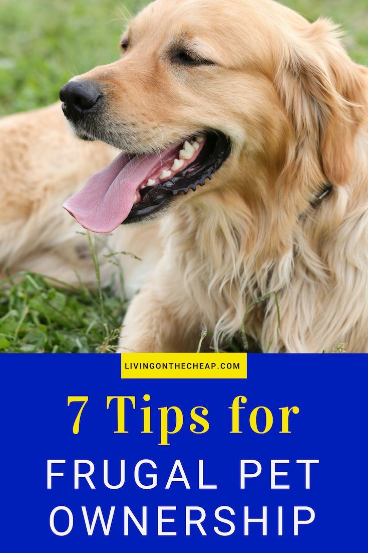 Do you have a pet? To help you take a frugal approach to taking care of Fido or Fluffy, here are my 7 tips for frugal pet ownership... #frugalliving #frugalpets #moneysavingtips #savemoney Cheap Pets, Diy Dog Treats, Frugal Lifestyle, Money Saving Meals, Frugal Living Tips, Thrifty Living, Frugal Tips, Veterinary Care, Pet Insurance