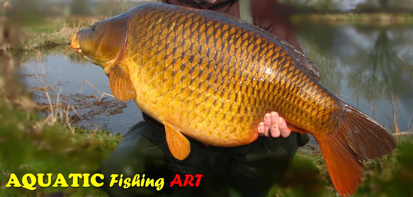 Racikan Umpan Ikan Mas Terbaru