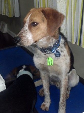 Beagle Rescue Of Southern Maryland Blue Tick Beagle Beagle