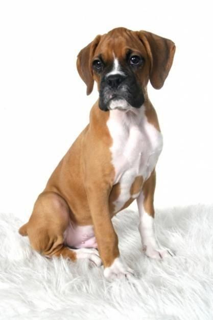 Pin By Lauri Oberlander On Boxer Great Doggies Boxer Dog Puppy