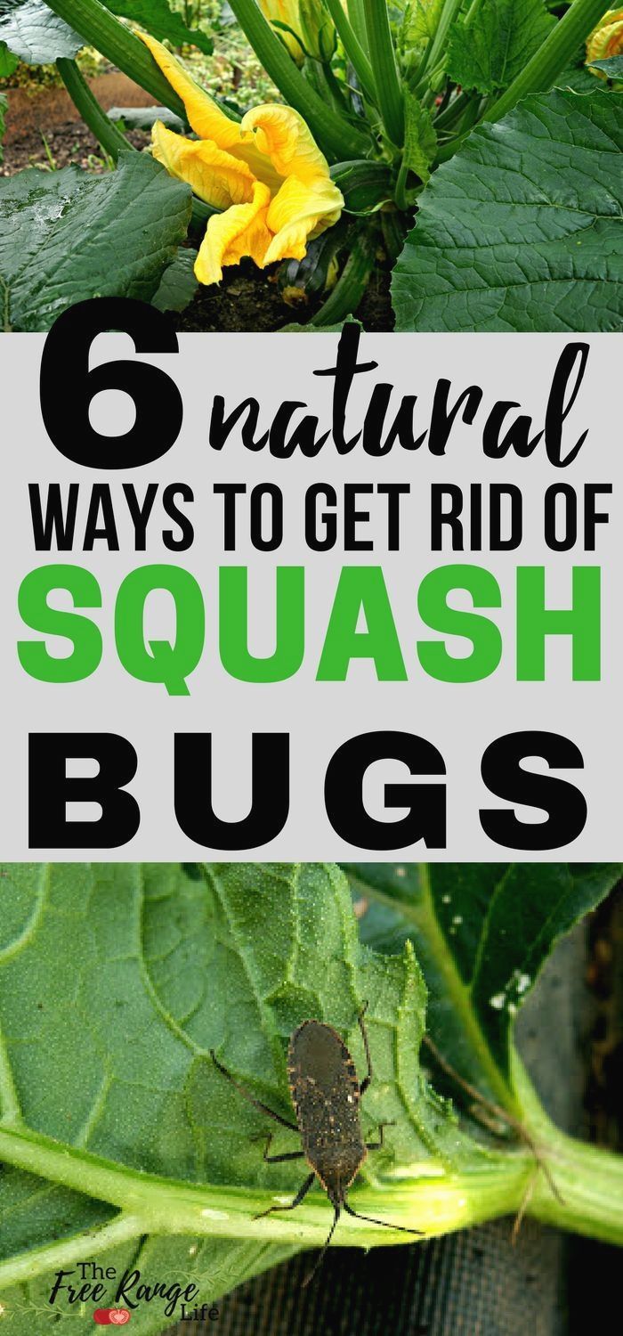 Organic Vegetable Gardening Learn 6 Ways To Control And Get Rid Of Squash Bugs In Your Garden That Are Completely Natural Organic Vegetable Gardening Learn 6 Ways To Control And Get Rid Of Squash Bugs In Your Garden That Are Completely Natural