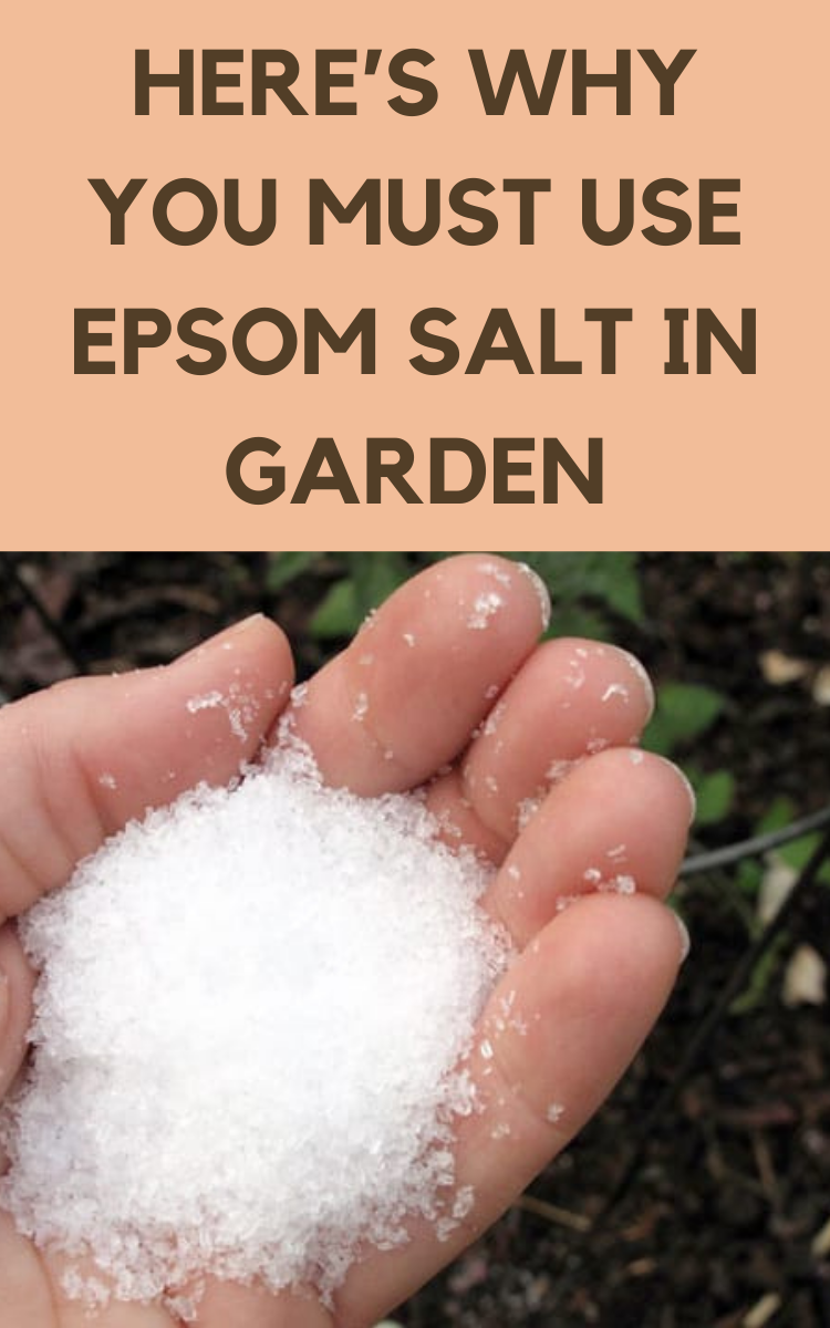 Here s Why You Must Use Epsom Salt In Garden Gardening Sun In 2021 here-s-why-you-must-use-epsom-salt-in-garden-gardening-sun-in-2021