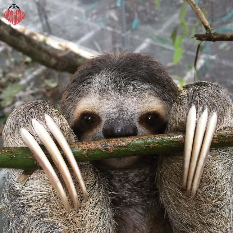 sloth facts sloth facts