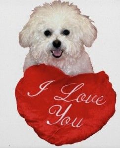 Confusing Food With Love Your Overweight Bichon Hillspet