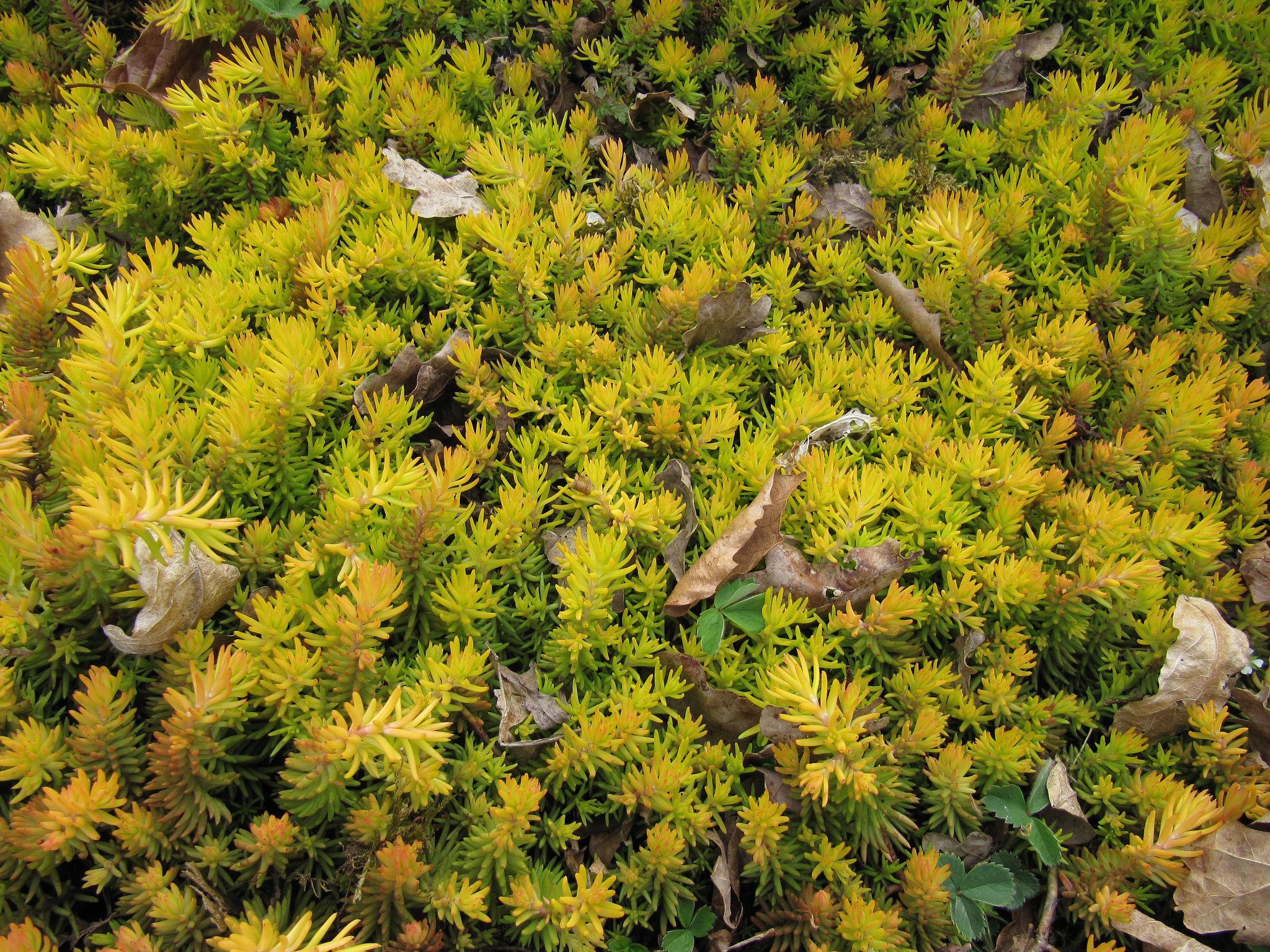Angelina Stonecrop In 2021 Sedum Ground Cover Plants Winter Plants