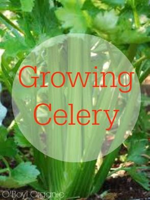 Planting Celery Couldn T Get Any Easier When You Are Growing Planting Celery Couldn T Get Any Easier When You Are Growing In Water It S Easy And Takes No Time At All See Step By Instructions