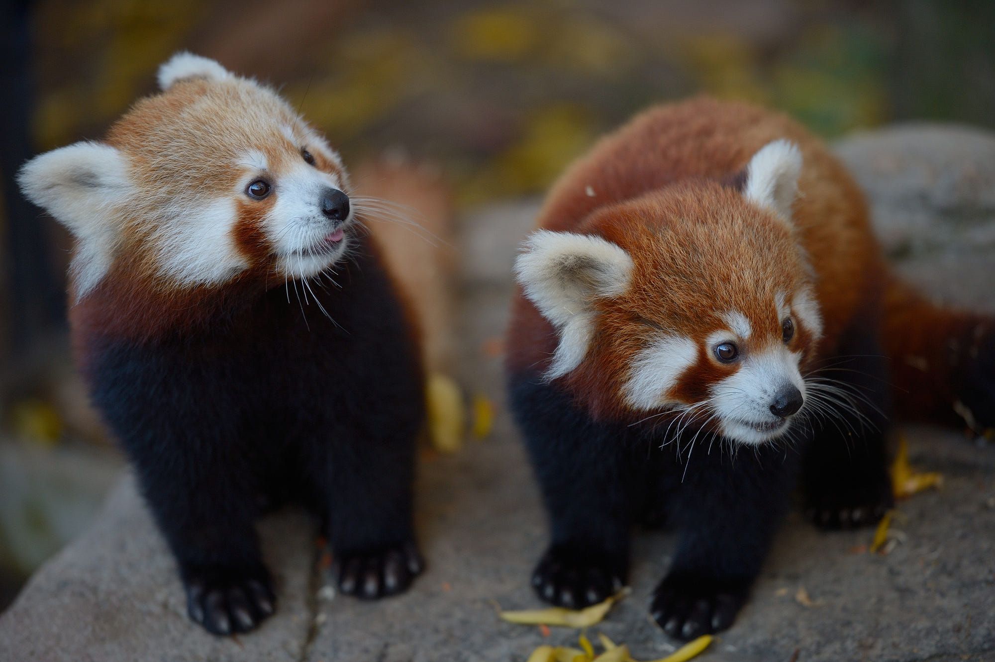 Two 6 Month Old Red Panda Cubs Cute Baby Animals Red Panda Cute Animals Two 6 Month Old Red Panda Cubs Cute Baby Animals Red Panda Cute Animals