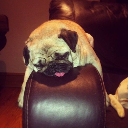 It S Mow Not Moo Cute Pugs Pugs Pug Love