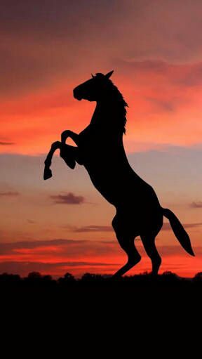 Se vcs são aquelas pessoas que adoram decorar o celular de varias man… #diversos # Diversos # amreading # books # wattpad Cute Horses, Pretty Horses, Horse Love, Most Beautiful Horses, Animals Beautiful, Cute Animals, Cute Horse Pictures, Horse Photos, Art Pictures