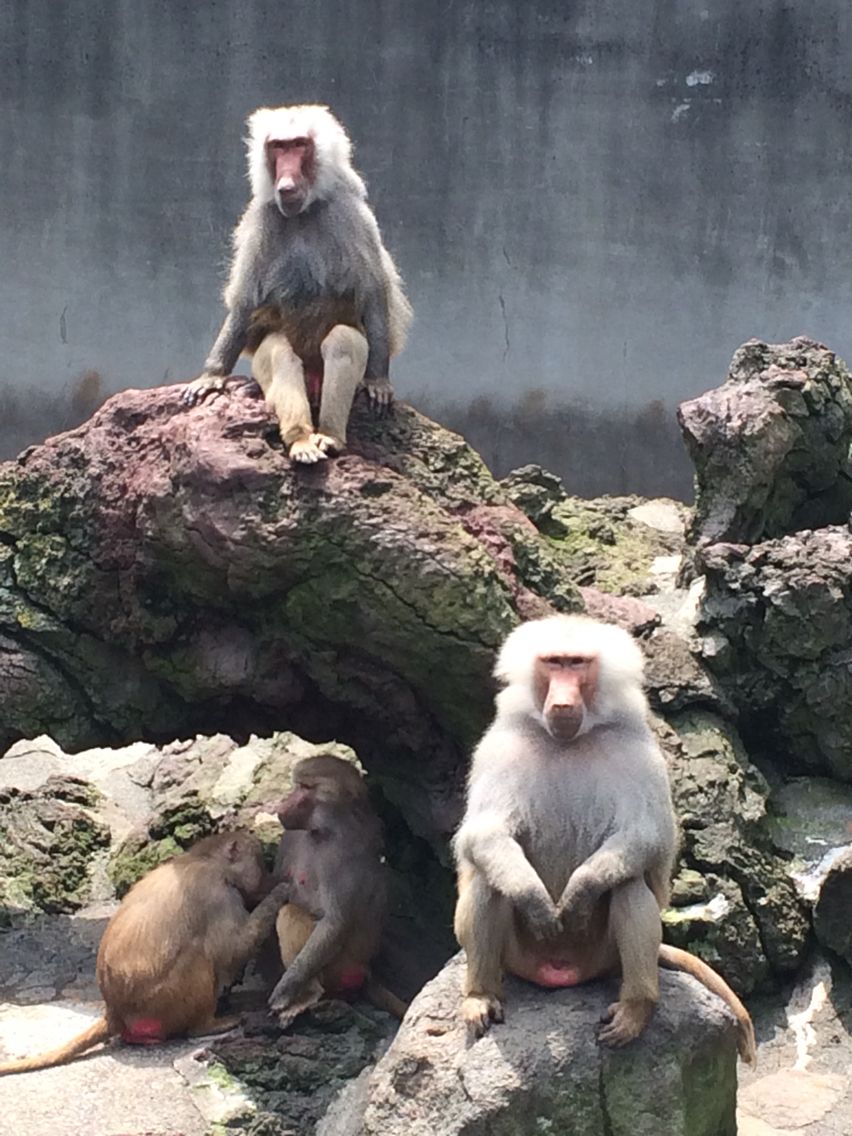 シュールな画 サル山にてエサ待ちする猿たち 右下のお猿さん間違いなくボス サル 猿 画 シュールな画 サル山にてエサ待ちする猿たち 右下のお猿さん間違いなくボス サル 猿 画