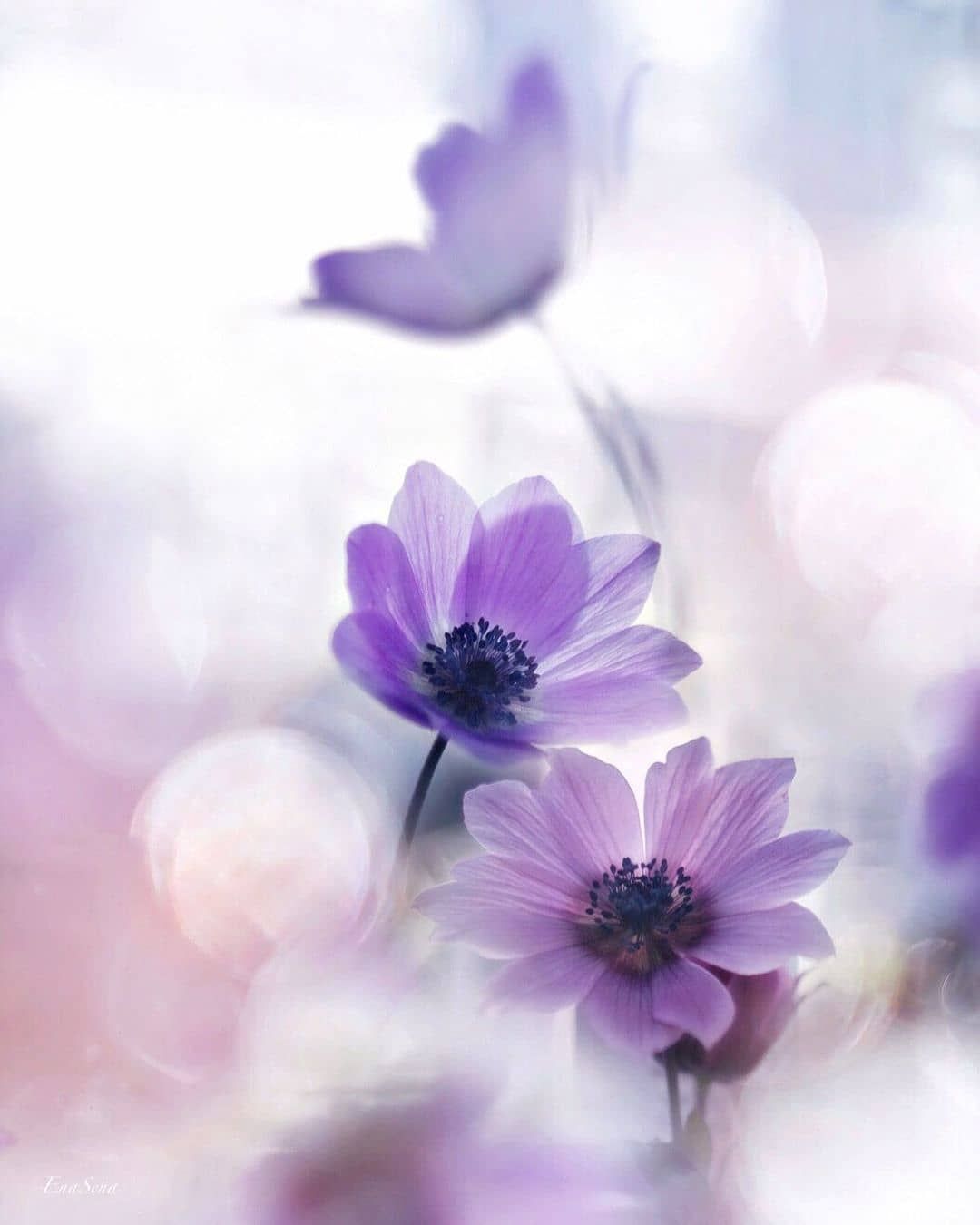Softness and Lovely on Instagram: “. . ━━━━━━━━ ∘◦ 🌸 ◦∘ ━━━━━━━━ ∘◦ 🌸🌸 ◦∘ @Softness_and_lovely ∘◦ 🌸🌸 ◦∘ ━━━━━━━━ ∘◦ 🌸 ◦∘ ━━━━━━━━ . Present: . Featured artist: @ena.s.ena…” Flower Phone Wallpaper, Glitter Wallpaper, Background Powerpoint, Interactive Science, Beautiful Flowers, Lovely, Belle Photo, Instagram Pictures, Featured Artist