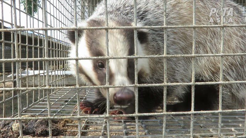 Impactante investigación PETA Asia expone la extrema