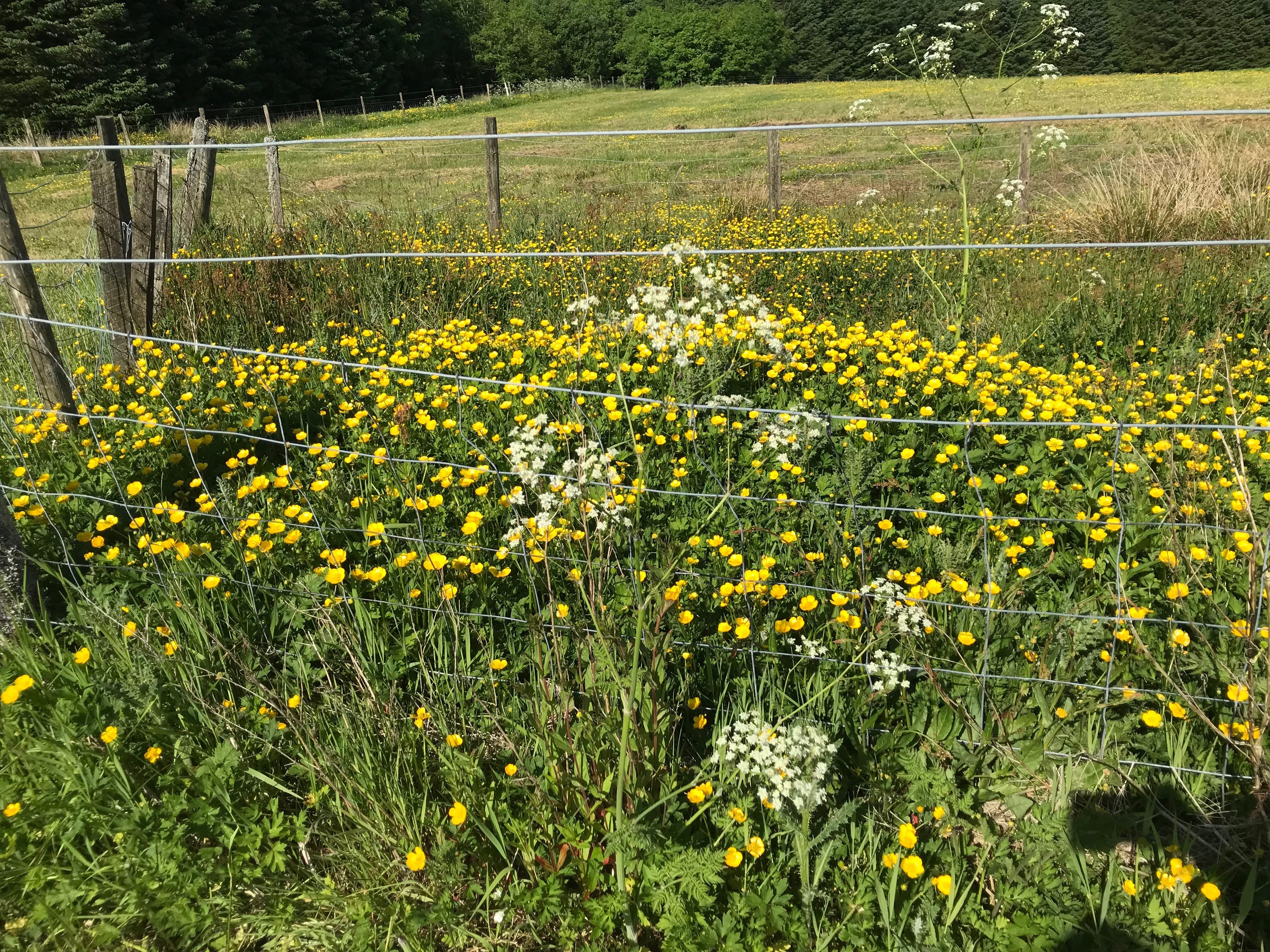 Wildflowers Wildflowers