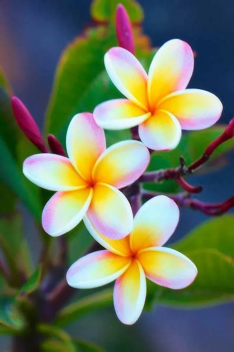 Magnificent Most Beautiful Flowers Magnificent Most Beautiful Flowers