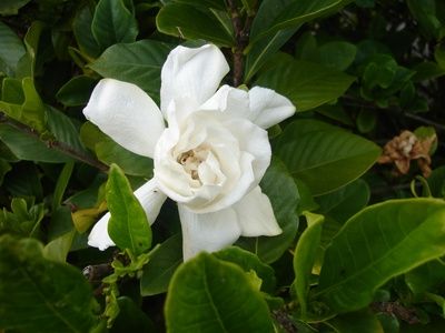 15 Flowers Gardenias Ideas Flowers Gardenia Bush Gardenia