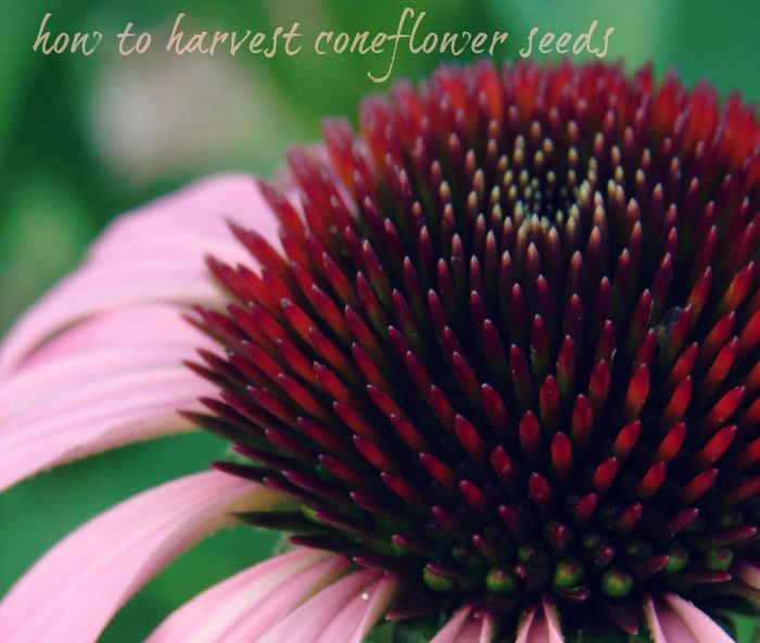 I Ve Been Deadheading My Coneflowers And Now Ll Show You How To I Ve Been Deadheading My Coneflowers And Now Ll Show You How To