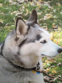Free To Good Home Six Year Old Siberian Huskey Please Email