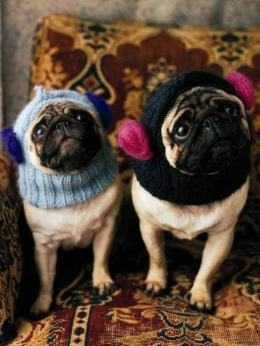 Pugs Ready For Fall Babytiere Haustiere Susseste Haustiere